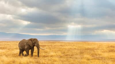 elephant crossing grassland